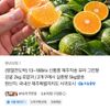 신품종 그린향 감귤 2kg